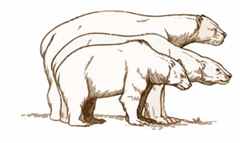 800x476 Ice Age Mammals