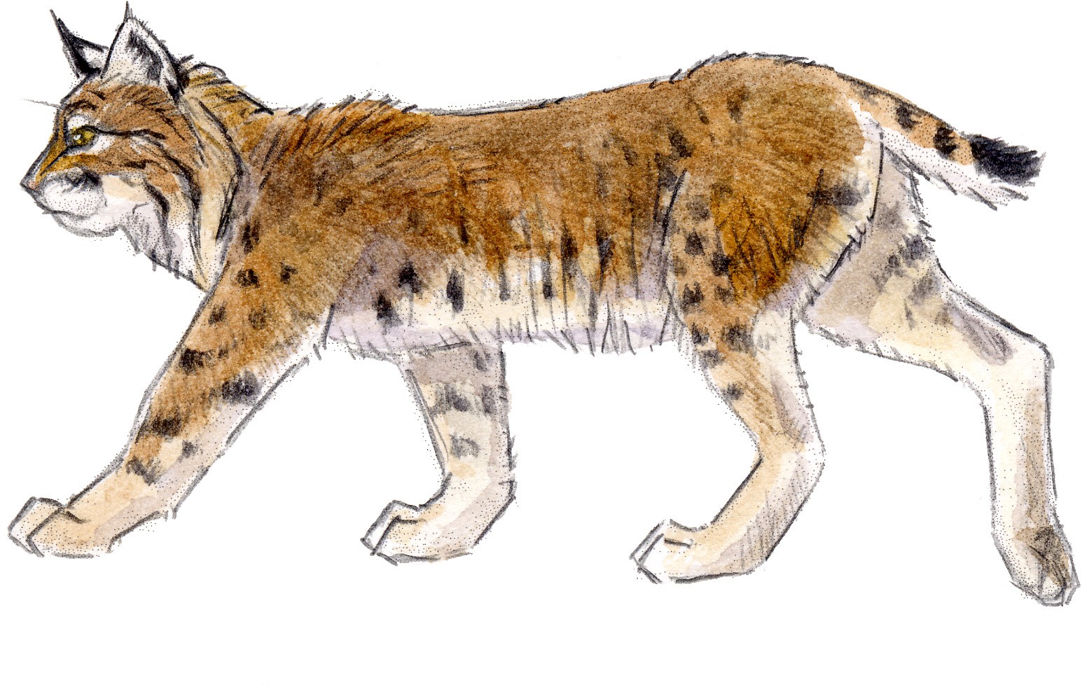 1545x981 Introduction To Drawing Mammals