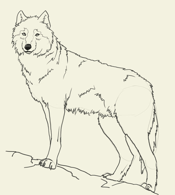 600x666 How To Draw Wolf