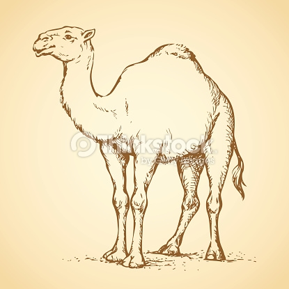 415x415 Animal Profile Pencil Drawings