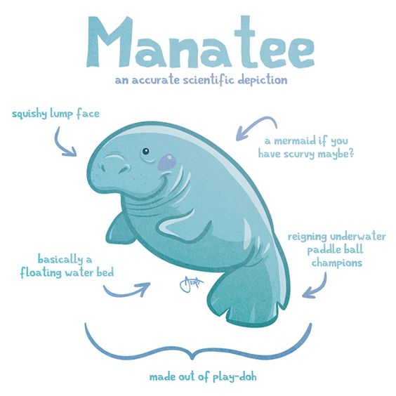 564x564 Will Draw For Cookies Accurate Depictions Of Animals Manatee