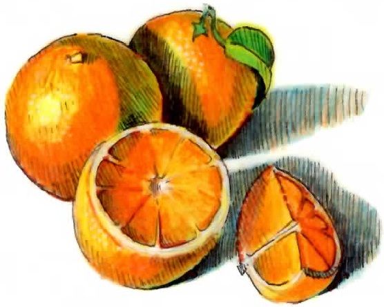 556x445 Przykladowe Potrawy Dla Malego Dziecka