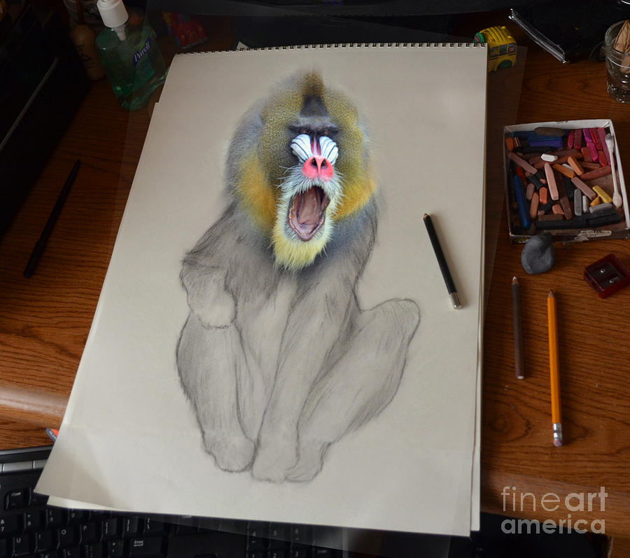 900x797 Mandrill Drawing Coming Alive Photograph By Jim Fitzpatrick