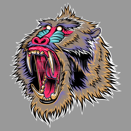 450x450 Mandrill Stock Photos. Royalty Free Business Images