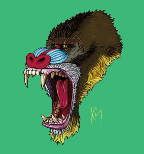 477x509 Mandrill Baboon