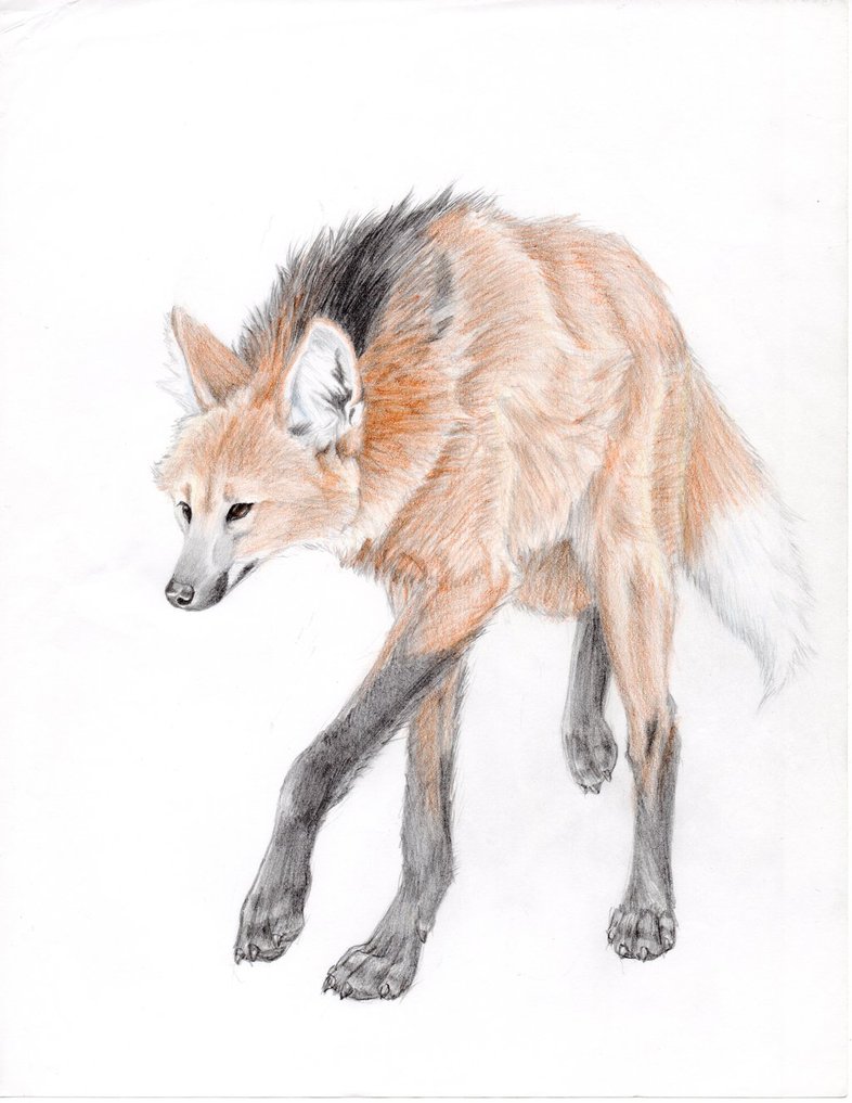 786x1017 Maned Wolf By Mysteriouswhitewolf