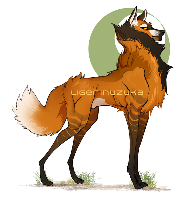 637x676 Maned Wolf Size Comparison