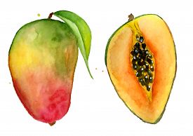 275x194 Mango Drawing Images