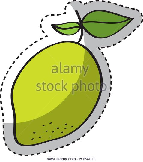 477x540 Mango Fresh Fruit Drawing Icon Stock Photos Amp Mango Fresh Fruit