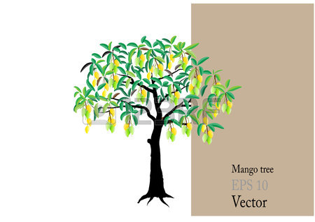 450x318 391 Mango Tree Stock Illustrations, Cliparts And Royalty Free