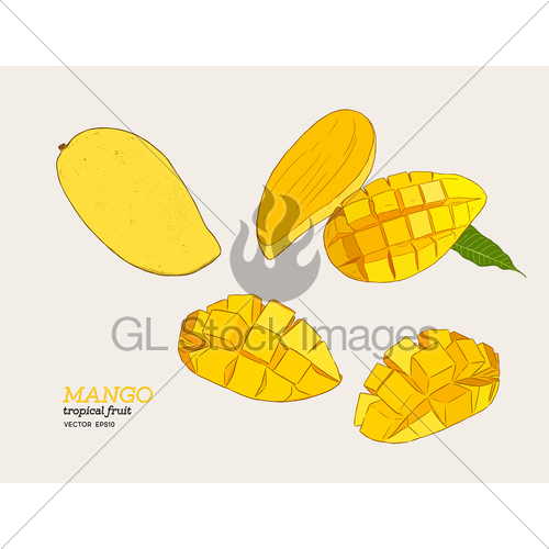 500x500 Set Of Mangoes.hand Draw Sketch Vector. Gl Stock Images