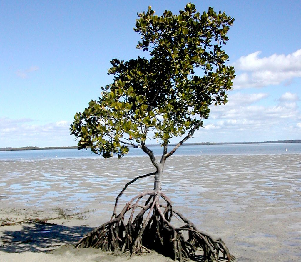 1024x891 Mangrove Tree Png