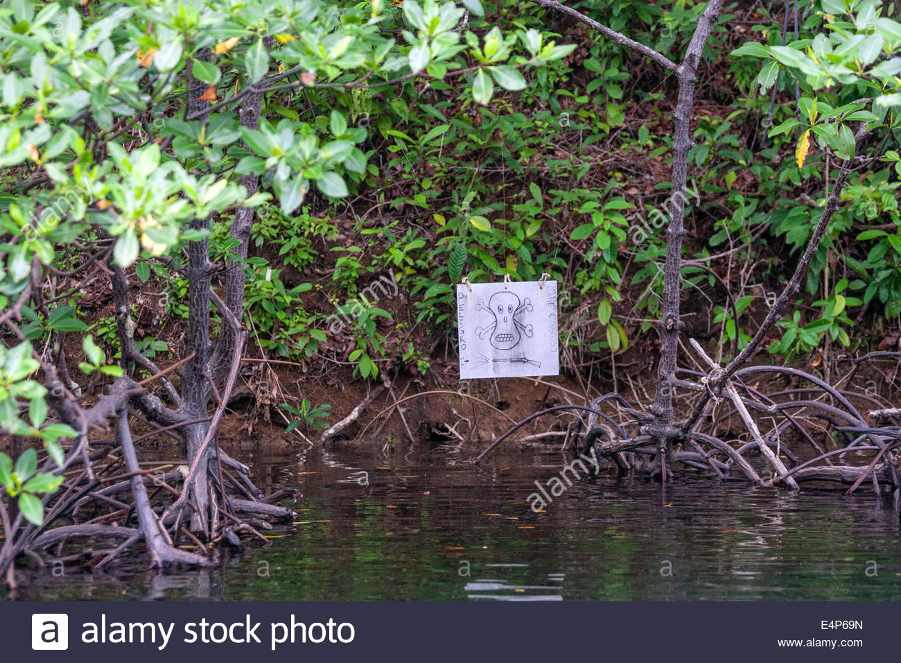 1300x956 Death Shoot If Enter Drawing In Mangroves Bocas Del Toro Panama