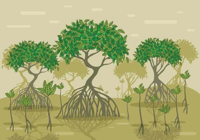700x490 Mangrove Vector Forest