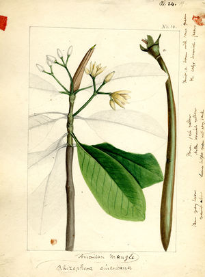 300x405 Mangroves (Future Of The World)