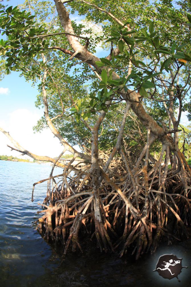670x1005 Red Mangrove