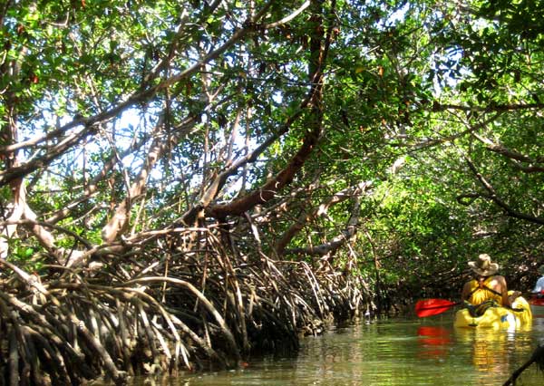 600x426 Florida Mangrove Trails Photos Kayaking In Red Mangroves