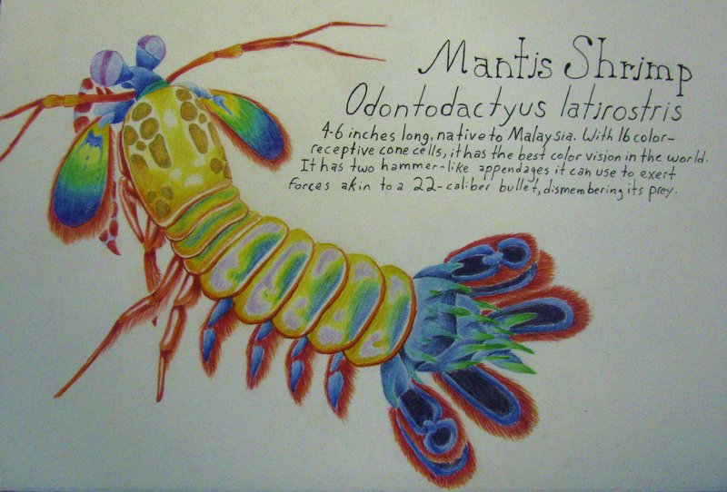 800x542 Peacock Mantis Shrimp By Allison Beriyani