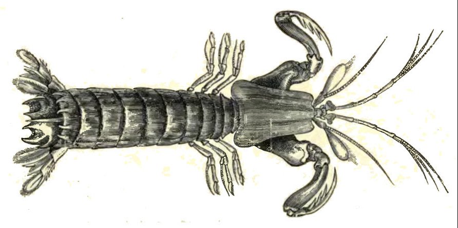 892x445 Mantisshrimp.jpg