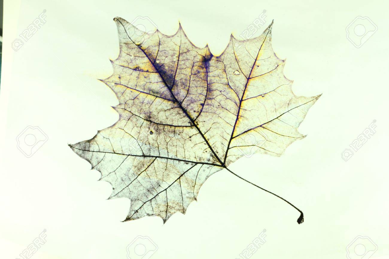 1300x866 Photo Of The Drawing Of A Transparent Maple Leaf In False Color