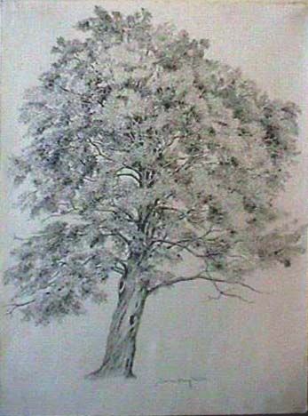 347x468 Maple Tree Drawing