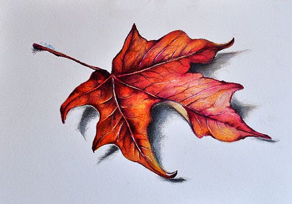 570x399 Original Colored Pencil Drawing, Red Maple Leaf, Botanical Drawing