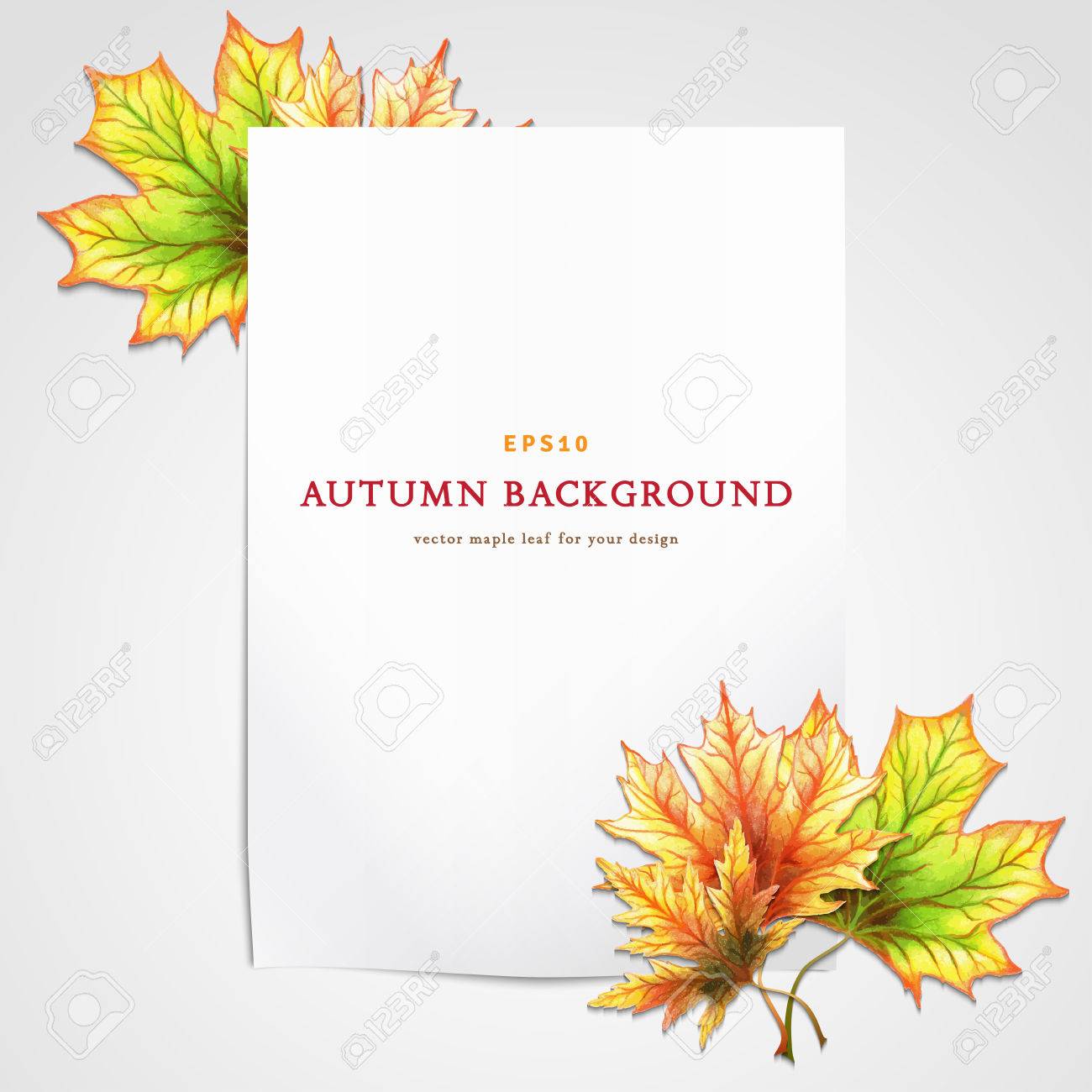 1300x1300 Vector Template. White Sheet Of Paper And Autumn Maple Leaves