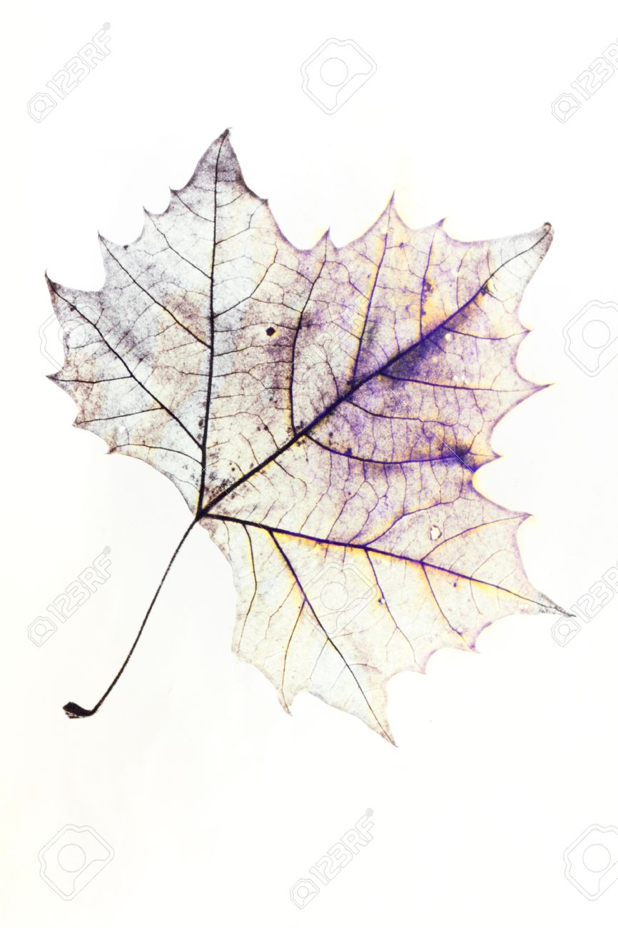 866x1300 Photo Of The Drawing Of A Transparent Maple Leaf In False Color