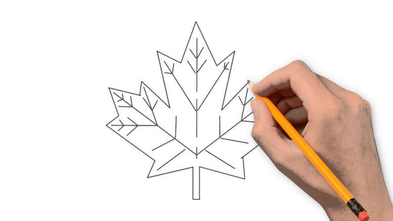 1280x720 Maple Leaf Nature Pencil To Draw Step By Step