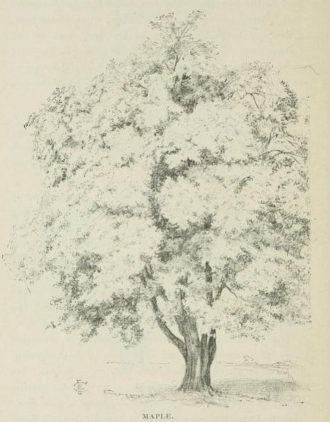 466x595 Maple Tree Drawing. Pen Drawing From Frontispiece