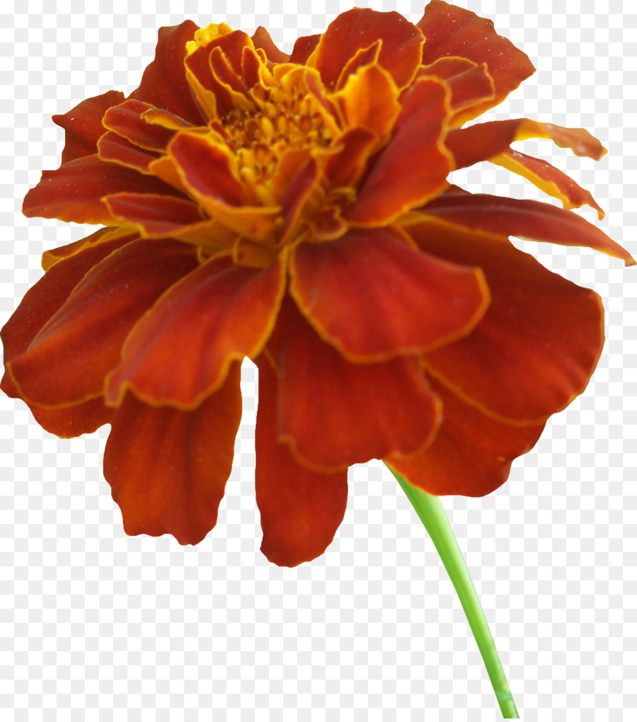 900x1020 Mexican Marigold Scentsy Drawing Clip Art