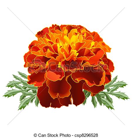 450x470 Marigold Illustration 04