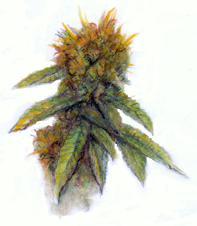 Marijuana Bud Drawing at GetDrawings | Free download