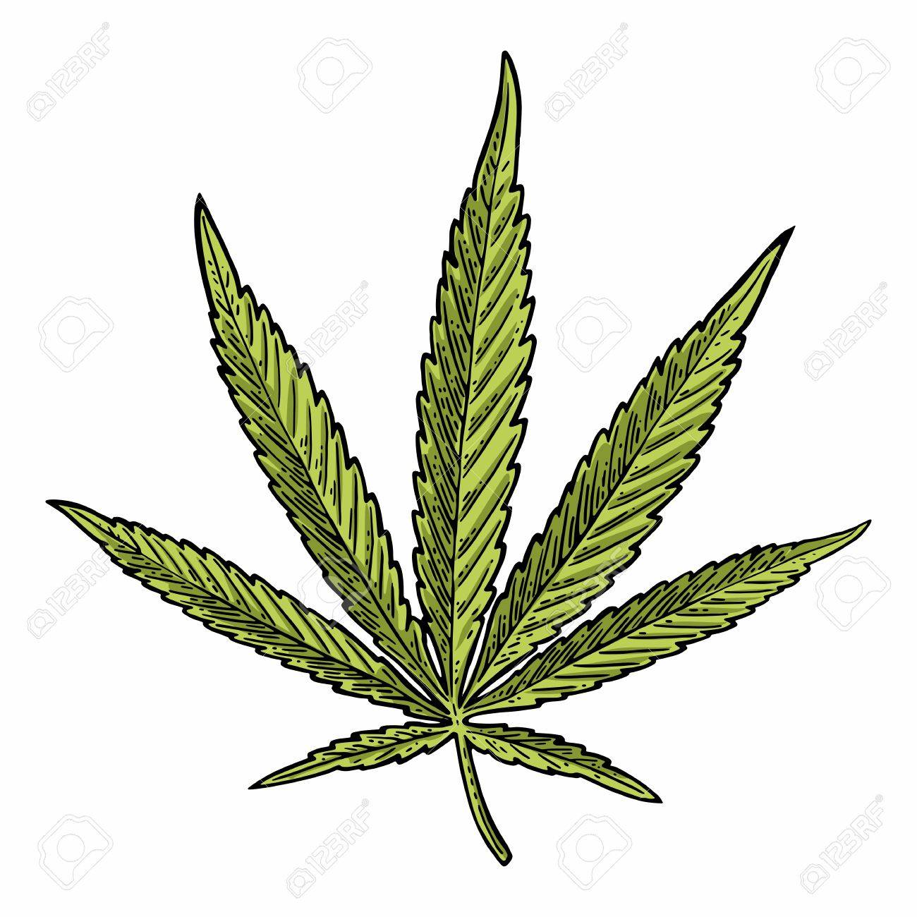 1300x1300 Marijuana Leaf. Hand Drawn Design Element. Vintage Color Vector