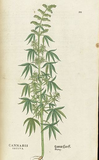 319x517 A Visual History Of The Pot Leaf