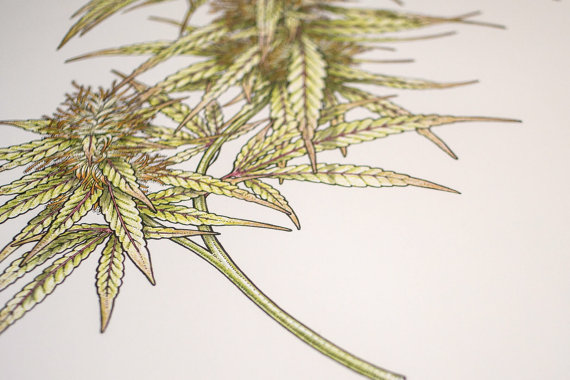 570x380 Cannabis Flower Botanical Illustration Scientific Drawing