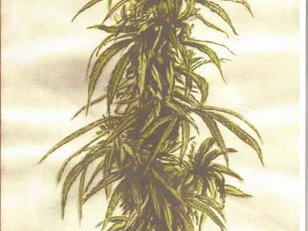 440x330 Drawing Marijuana Weed Plant, Pot Plant Drawing