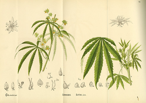 493x349 Scientific Drawing Of The Plant Cannabis Sativa (Marijuana