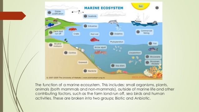 Marine Ecosystem Drawing at GetDrawings | Free download