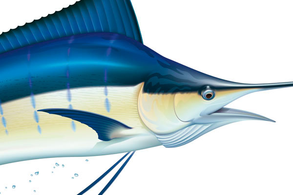 600x400 Drawing Of A Blue Marlin On Behance