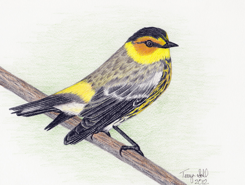 1000x755 May Warbler
