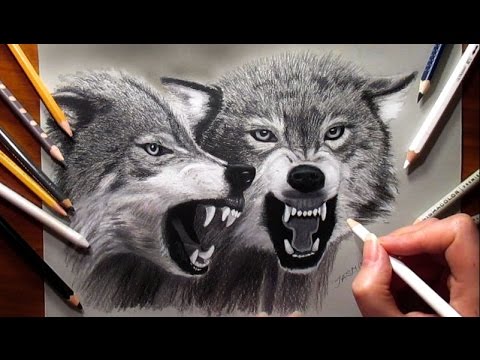 480x360 Pencil Drawing Two Growling Wolves