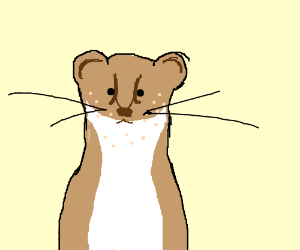 300x250 Weasels With Measles