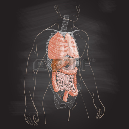 450x450 Illustration Human Body Anatomy Heart Medical Internal Organs