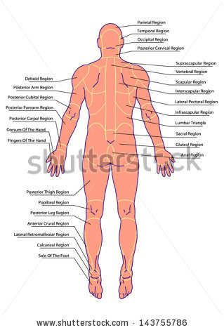 319x470 General Anatomy Of Human Body Drawing Medical Didactic Board
