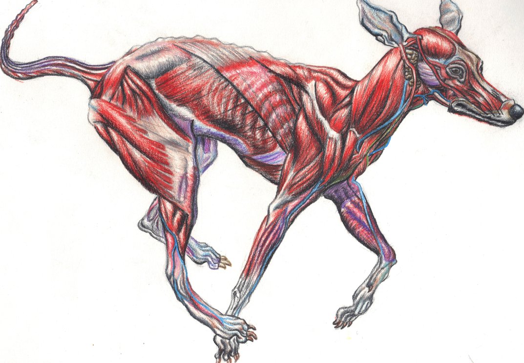 1073x744 Dog (Medical Drawing) By Polandsprang