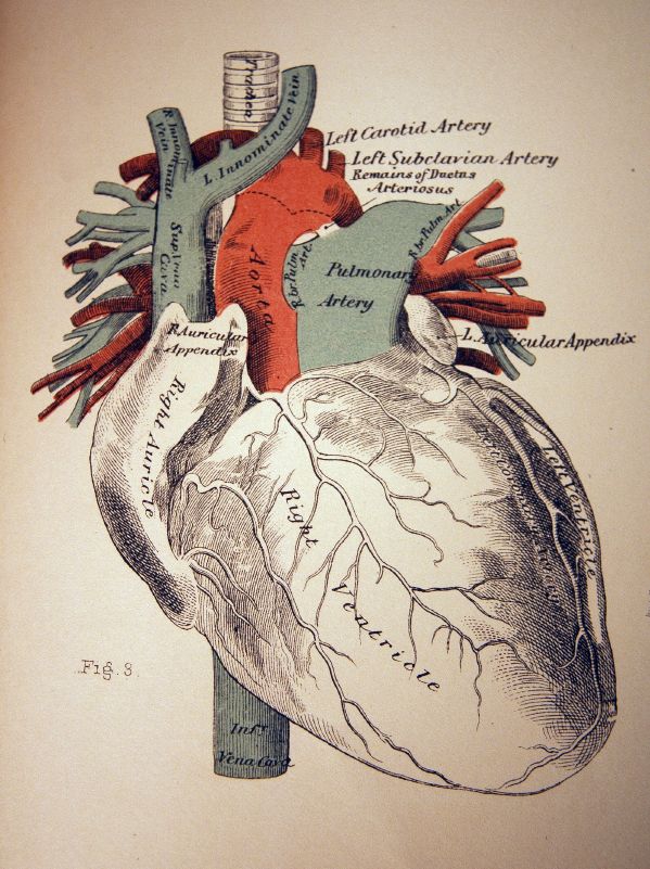 599x801 54 Best Anatomicalheartsmedical Illustrations Images