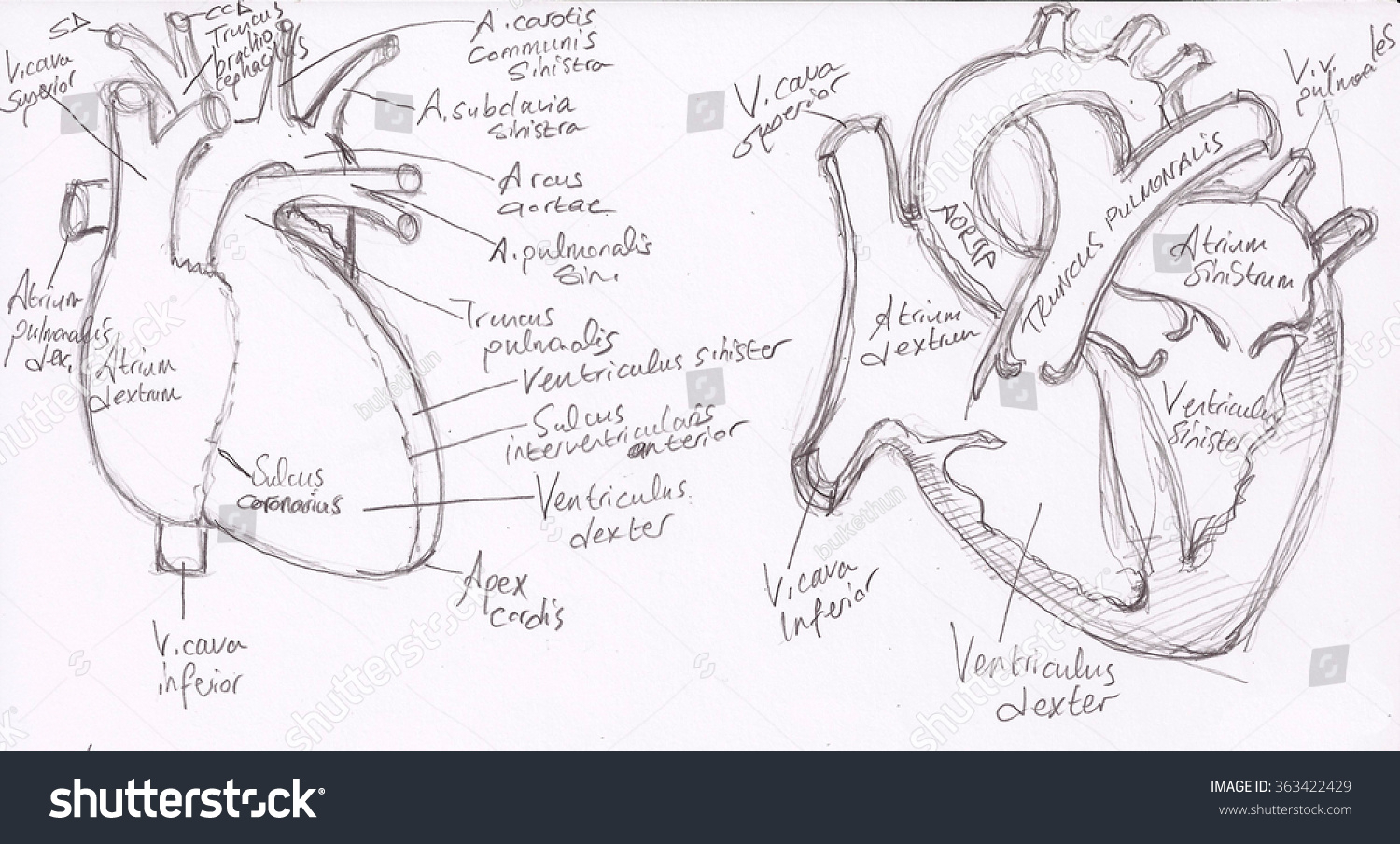 1500x904 Anatomical Drawing Of A Heart Anatomy Drawings Heart Medical