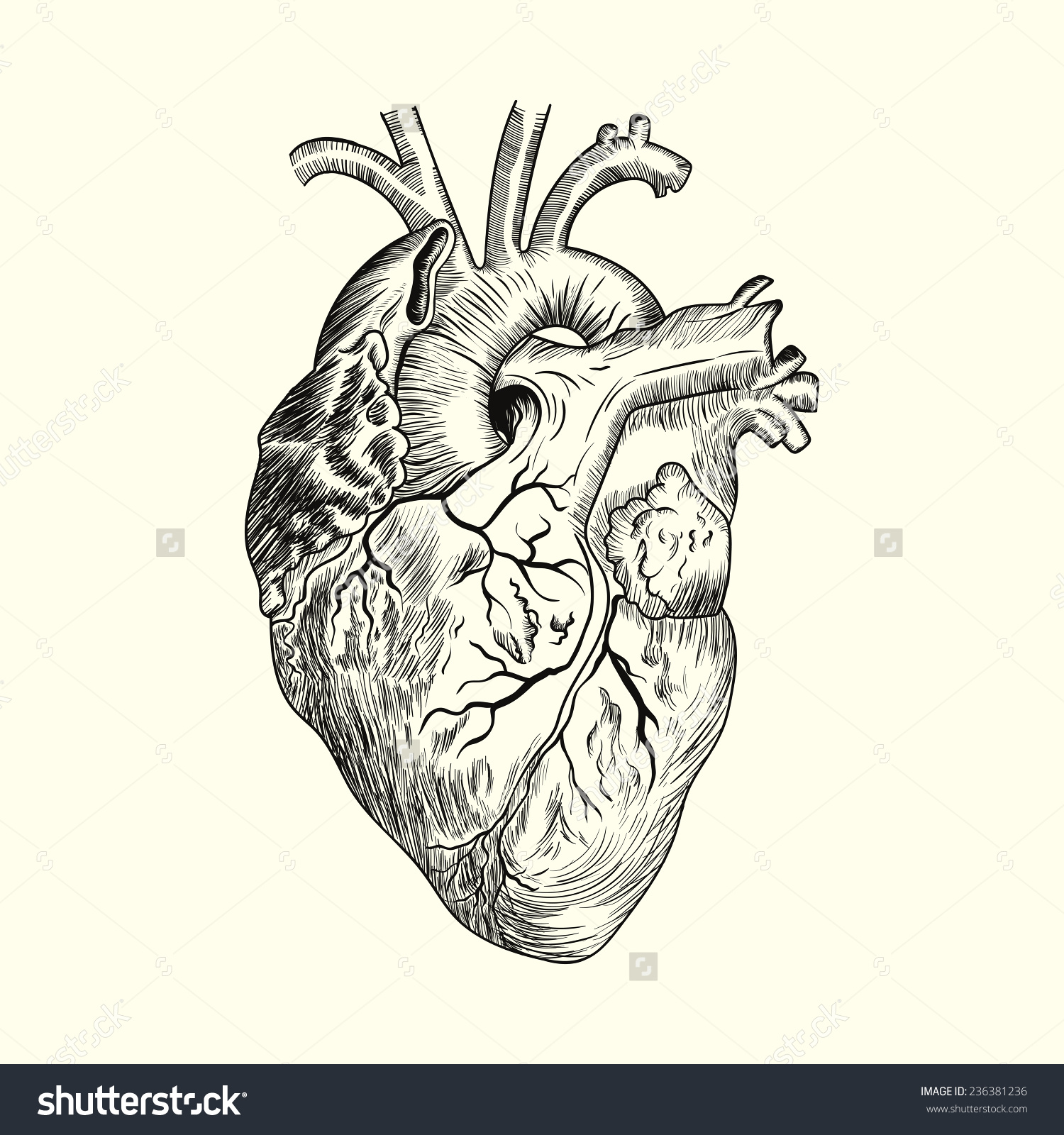 1500x1600 Anatomical Heart Drawing Stock Photos, Images, Amp Pictures