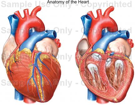 432x337 Anatomy Of The Heart